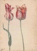 Two Tulips